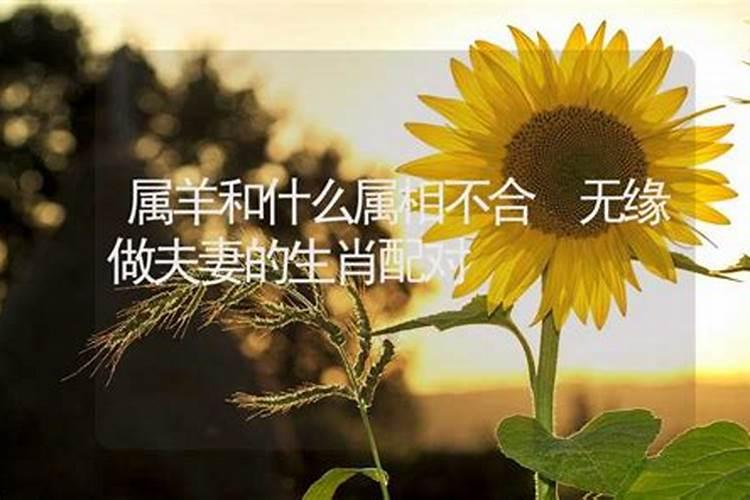 什么生肖有缘无份