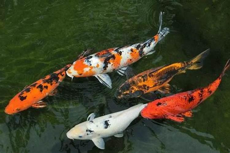 5条锦鲤鱼风水代表什么生肖和动物