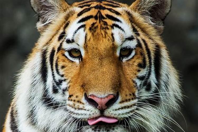 属虎的有什么特性和性格