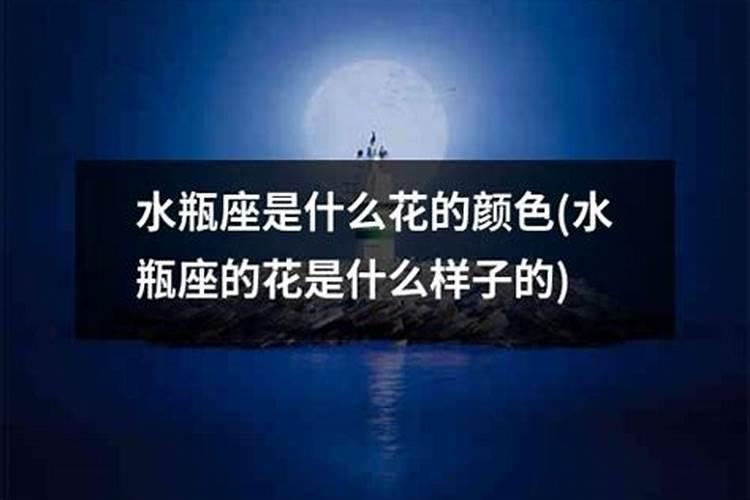 水瓶座代表花是什么