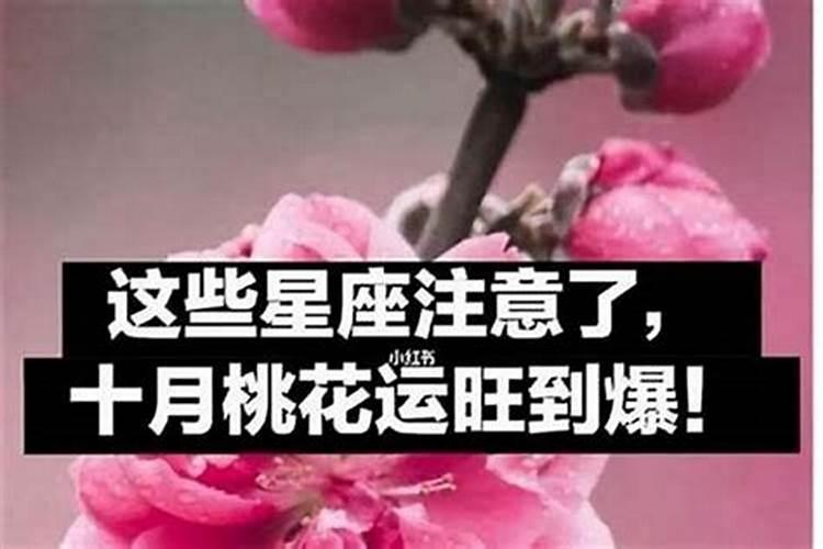 桃花运最好的生肖