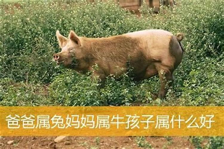 妈妈属兔生牛宝宝好不好