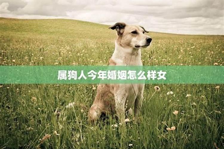 属狗女今年婚姻状况