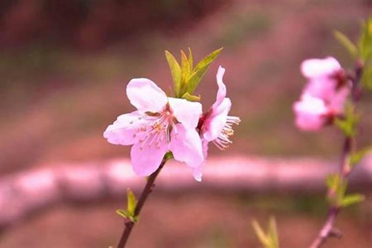 男人犯烂桃花怎么办