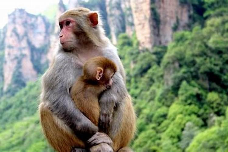 属猴和什么属相最配天生一对夫妻关系