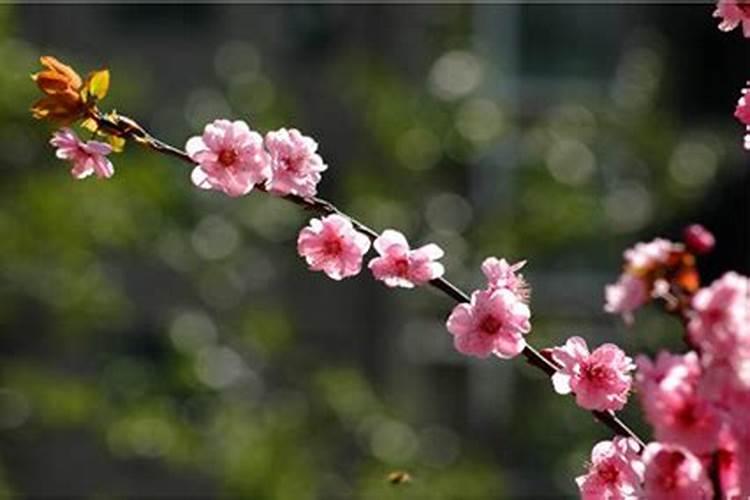 风水桃花位在哪个方位