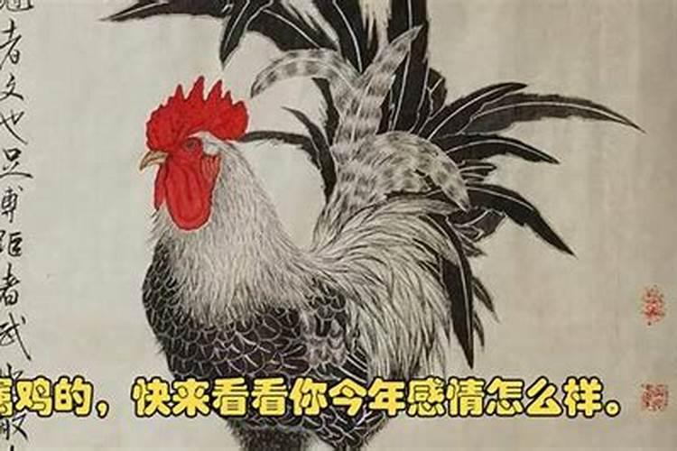 属鸡男士今年情感