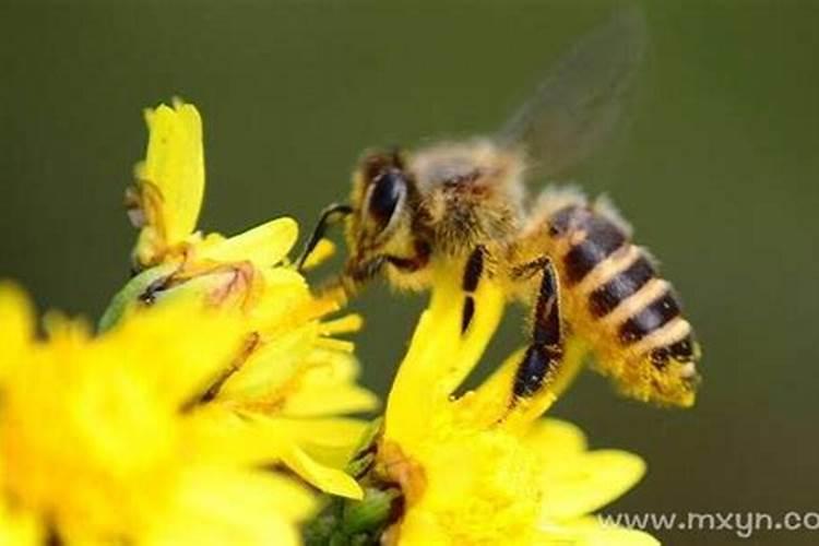 梦见一个蜜蜂是什么预兆