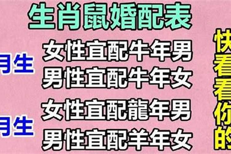 女鼠男鼠婚姻相配吗一