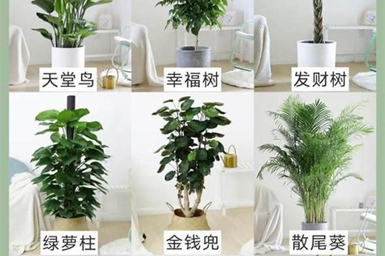 属猴家里养什么植物旺财