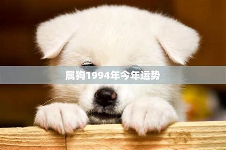 2018狗的开年运势