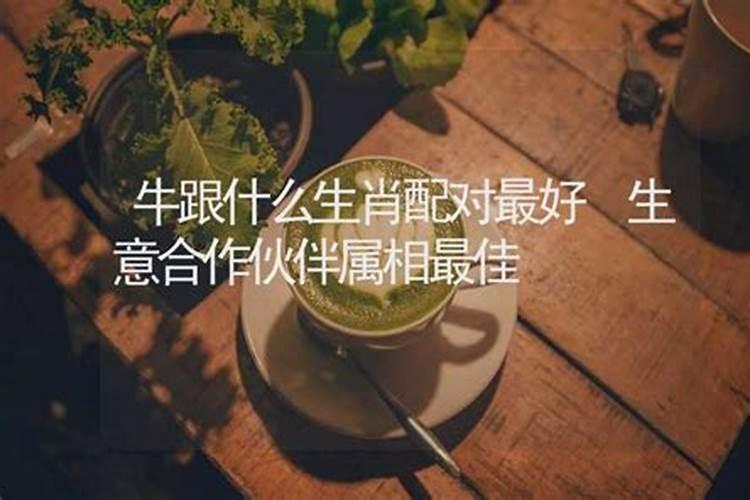 牛的事业合作伙伴生肖