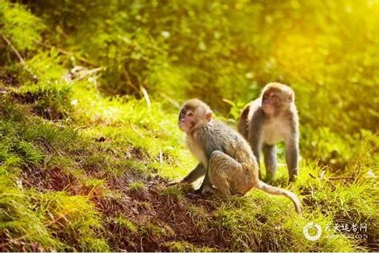 白羊座是阴历几月几日到几月几日生日