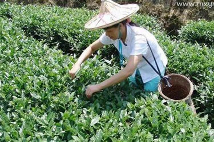 99年金牛女情感运势如何