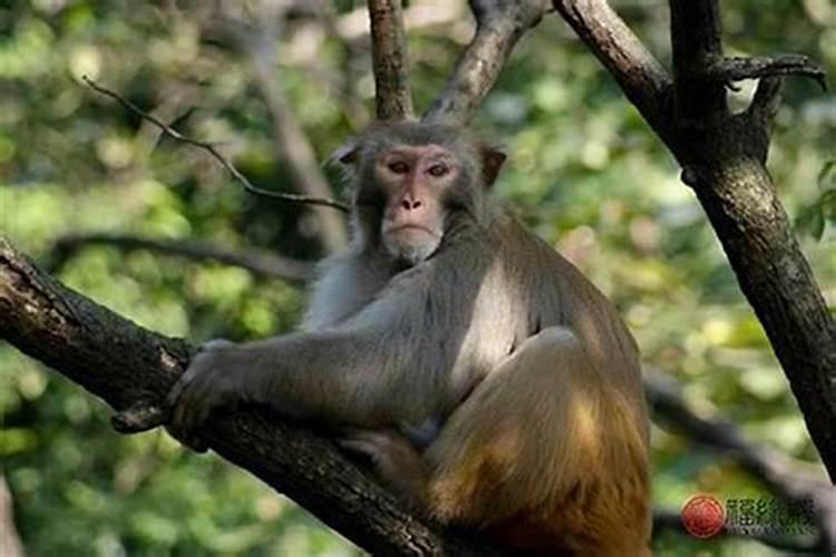 猴与猴婚姻合适吗