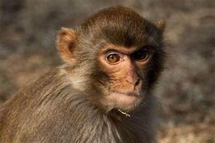 猴和猴的婚姻怎么样能到老吗