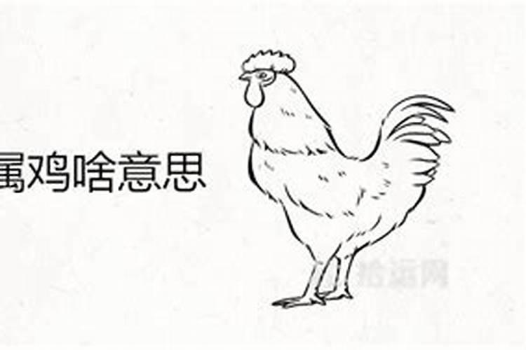 属鸡是什么意思