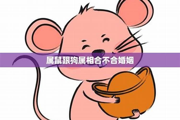 生肖狗跟生肖鼠合不合婚