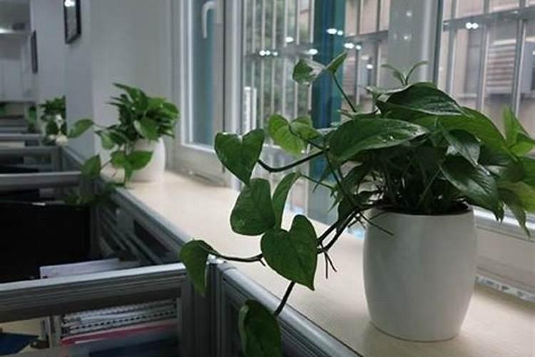 办公室放什么植物风水好而且好养护