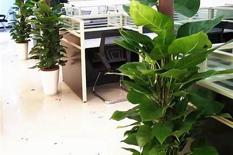 办公室植物风水学