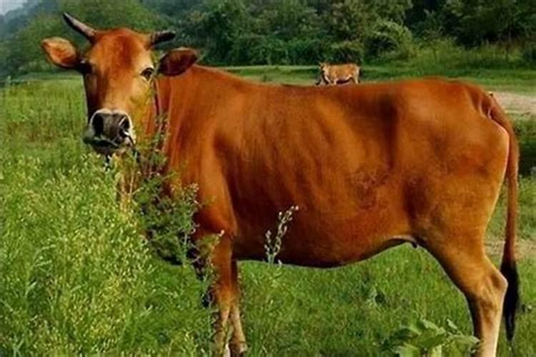 生肖牛几月份出生最好,是2021的牛
