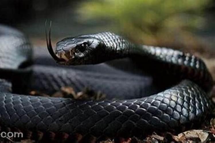 梦见大黑蛇是什么预兆女性