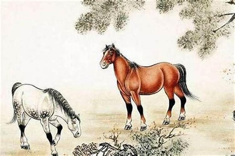 马回头代表什么生肖和动物