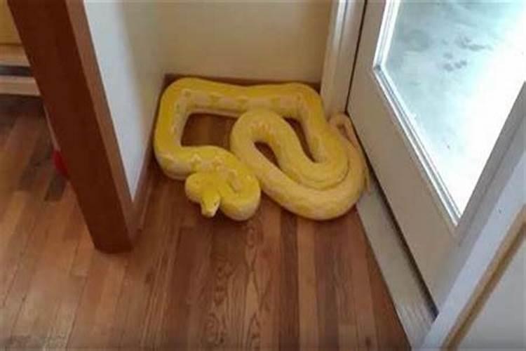 梦到大蟒蛇进家里来了预示着什么