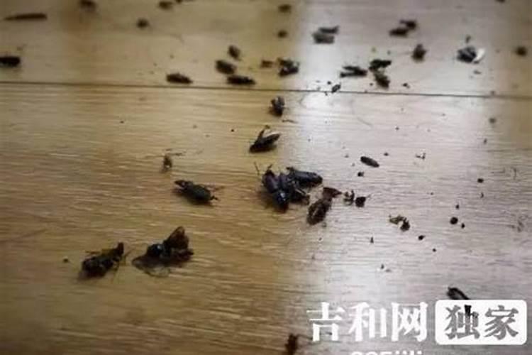 梦见家里好多黑虫是什么意思