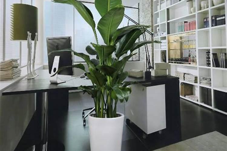 办公室植物风水学