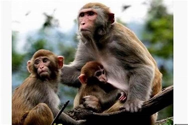 猴与猴相配婚姻怎么样