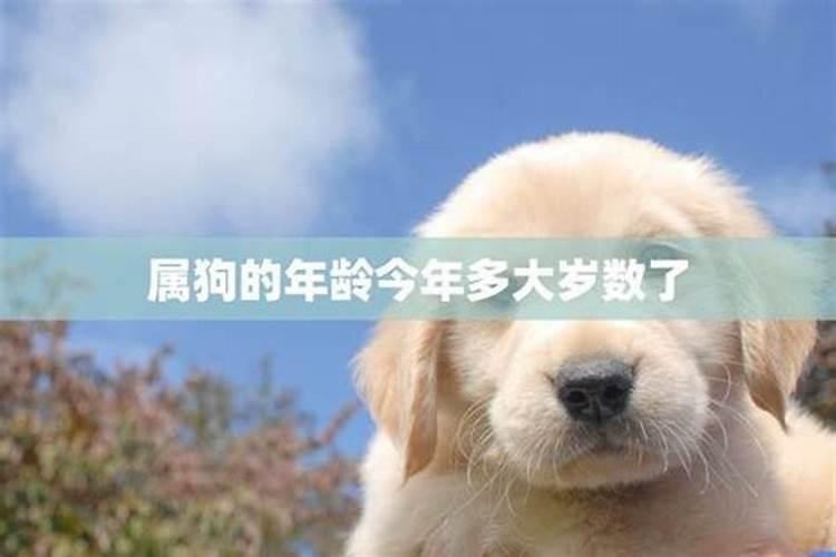 属狗人今年应该注意什么