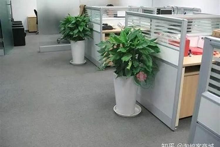 办公室放什么大型植物风水好