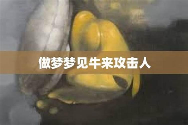 梦见牛攻击我是什么意思周公解梦