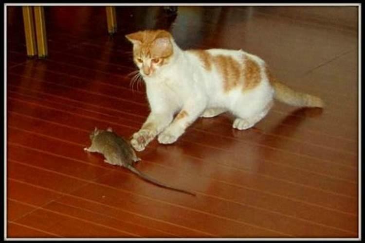 梦见老鼠跟猫一样大