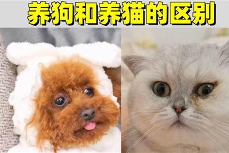 哪个属相适合养猫