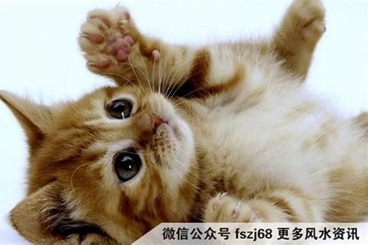 什么生肖的人不适合养猫