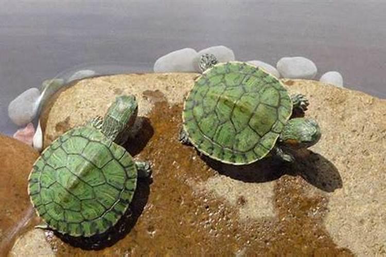 巴西龟养着可以改善风水吗