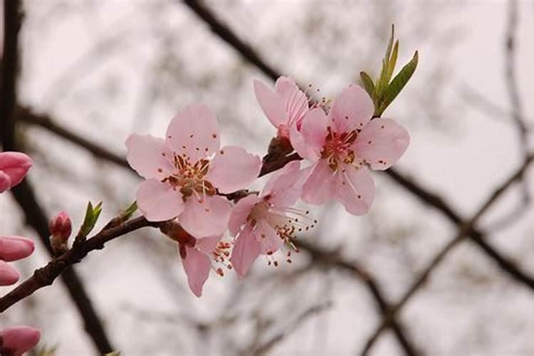 桃花枝招桃花吗