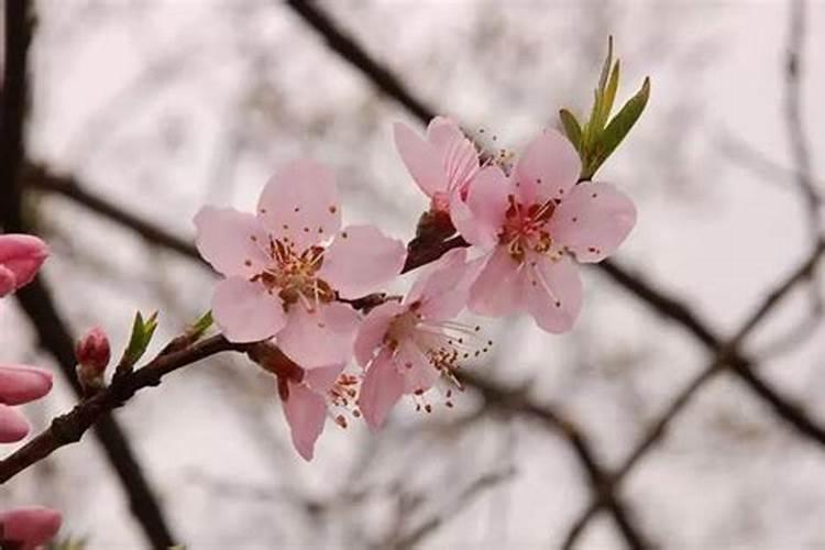 桃花枝可以招桃花吗