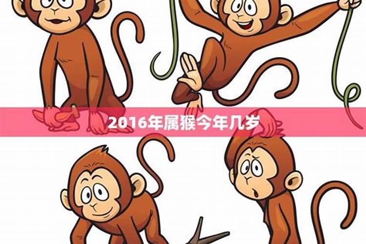 属猴的今年运势几月好