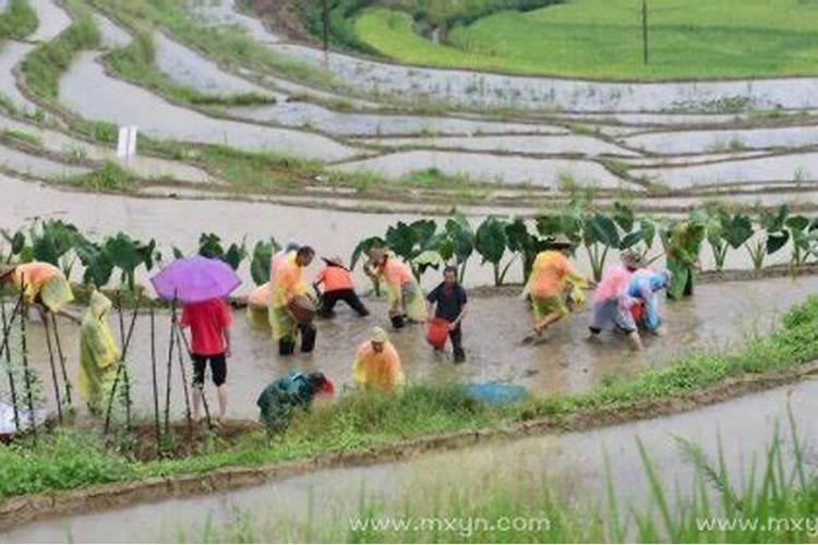 梦见狗咬蛇是什么预兆解梦