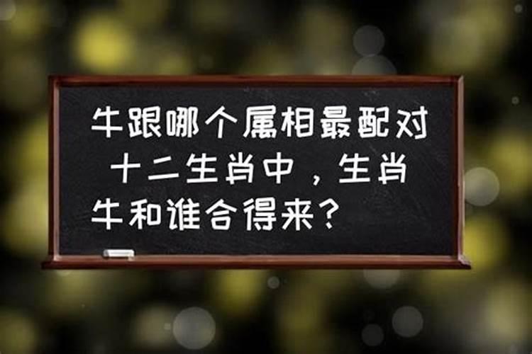 牛爸爸和那个生肖的宝宝最好