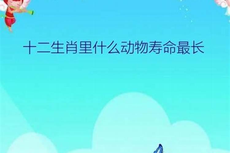 什么属相的人寿命最长