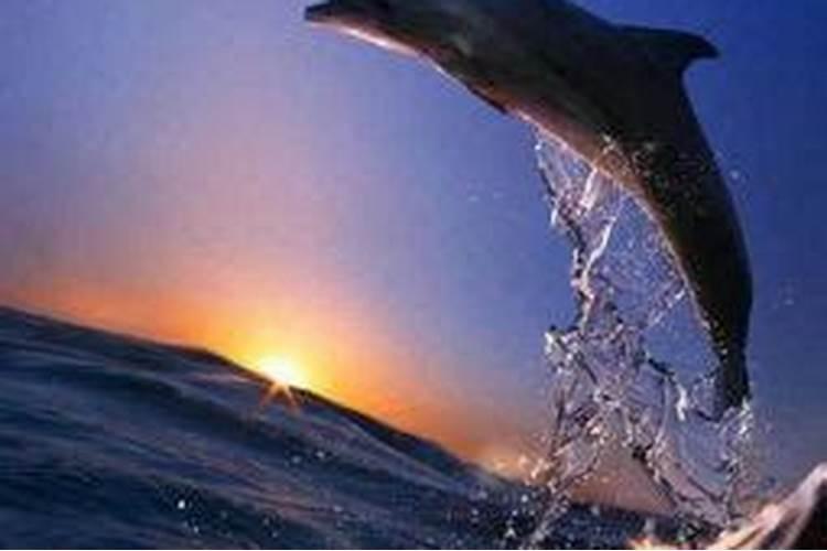 梦见大海很蓝很美还有海豚