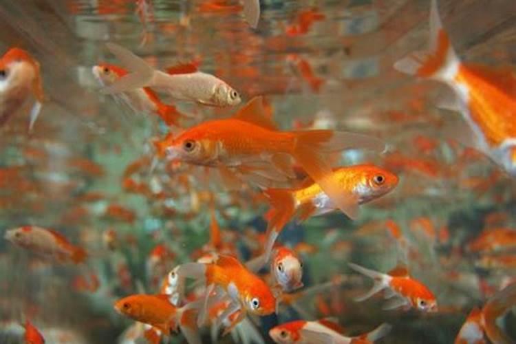 梦到许多红色金鱼在水里游来游去