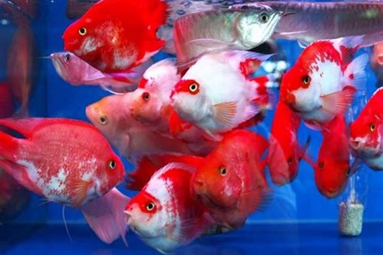 梦到许多红色金鱼在水里游来游去