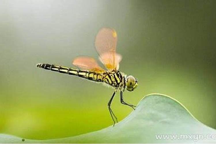 梦见很多蜻蜓是什么意思