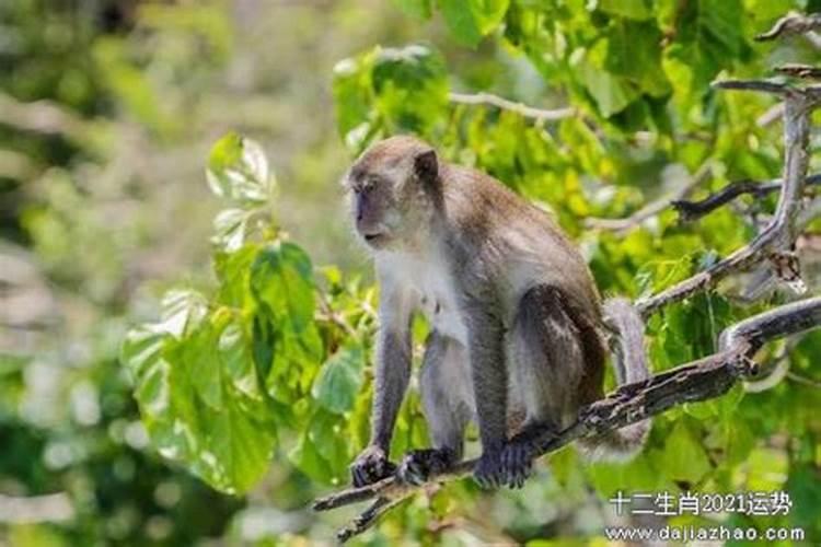 属猴男今年运势如何