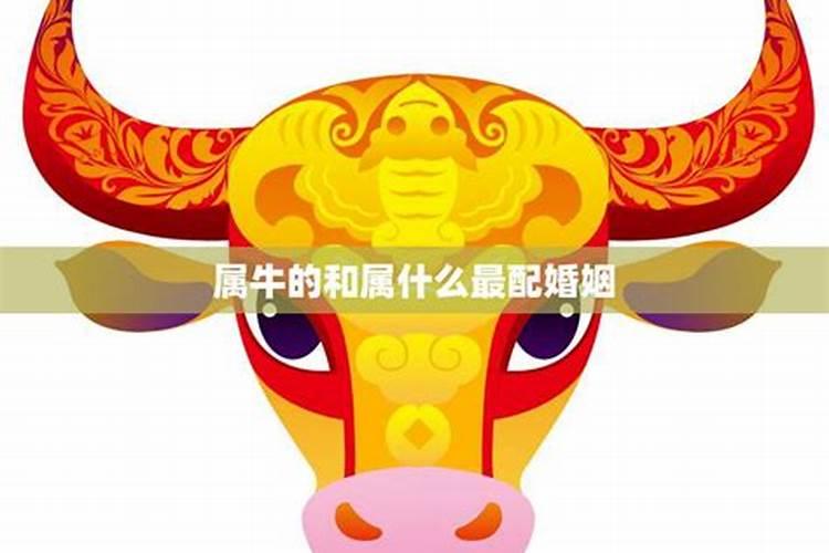 属牛的今年婚姻怎样